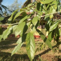 Alangium salviifolium (L.f.) Wangerin